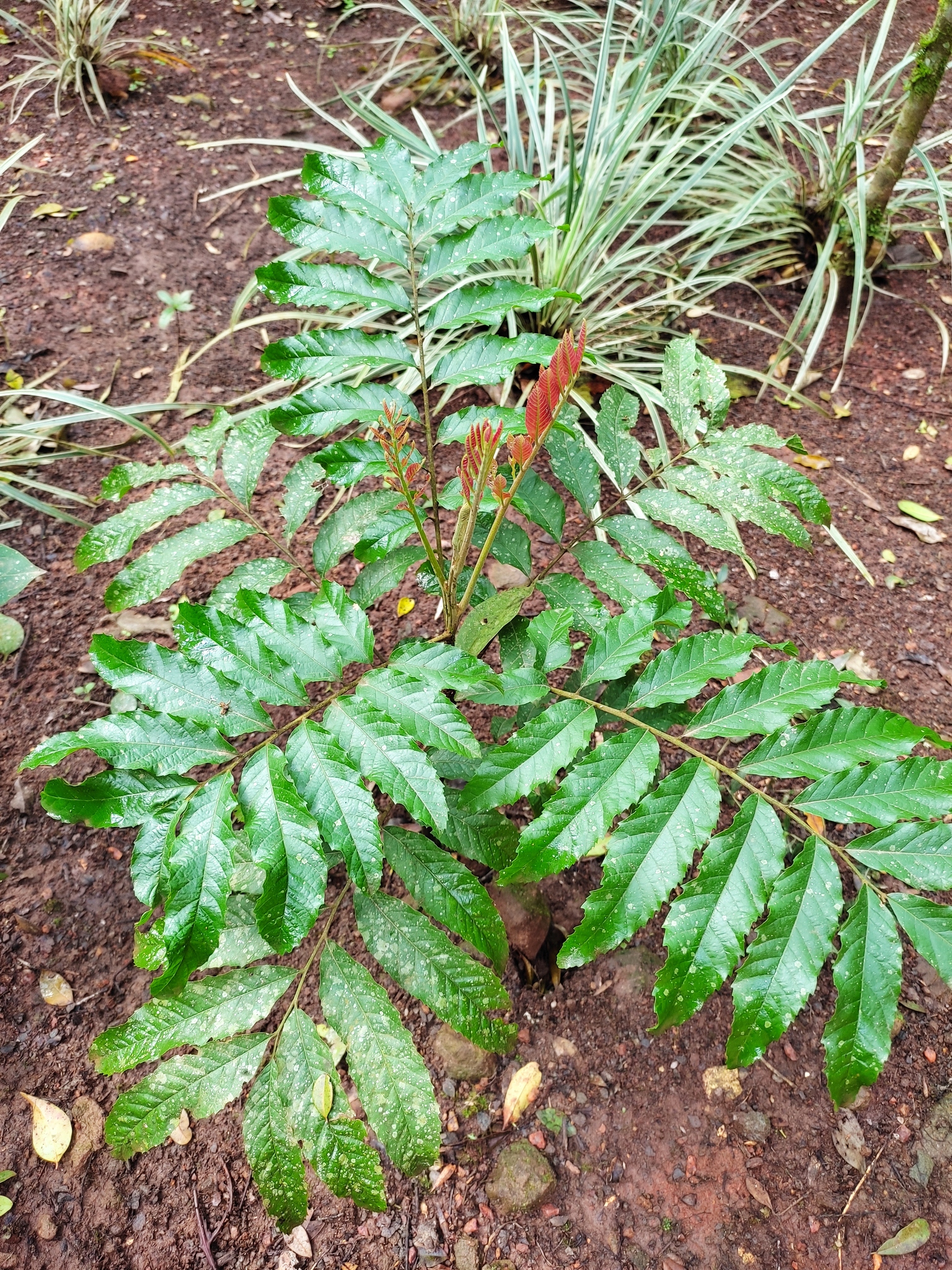 Cupania vernalis