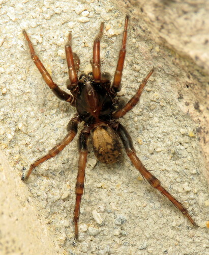 Redlined Wolf Spider