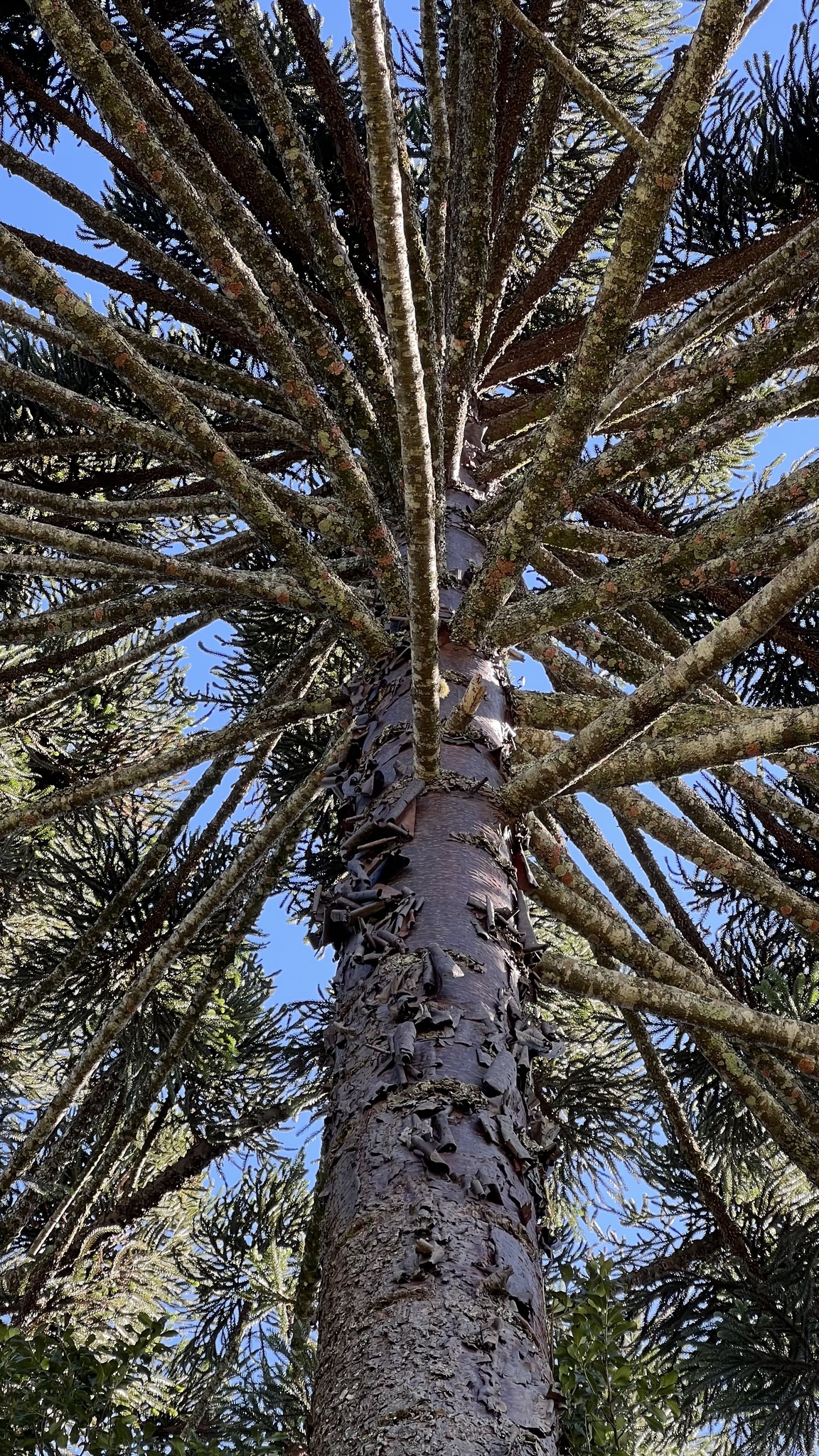 Araucaria angustifolia