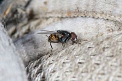Musca vetustissima