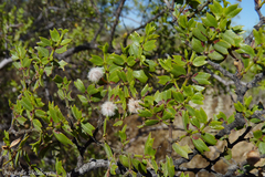 Larrea cuneifolia