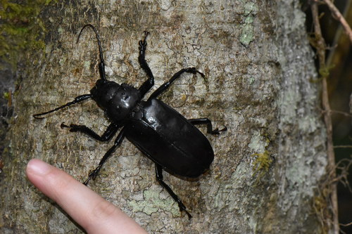 Rhaphipodus subopacus