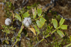 Larrea cuneifolia