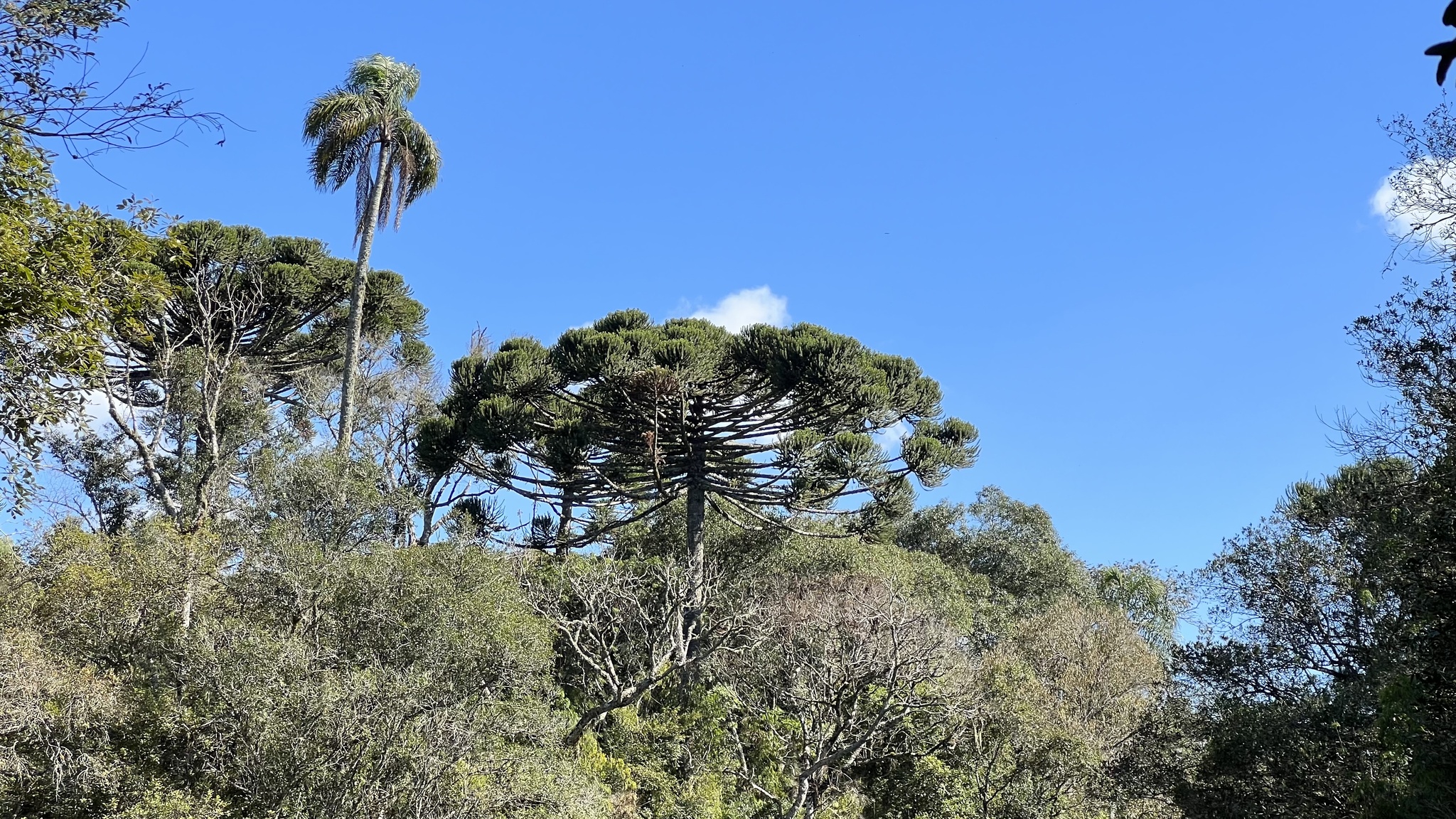 Araucaria angustifolia