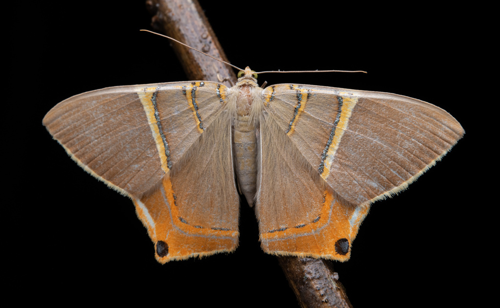 Phrygionis polita