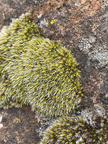Grimmia laevigata