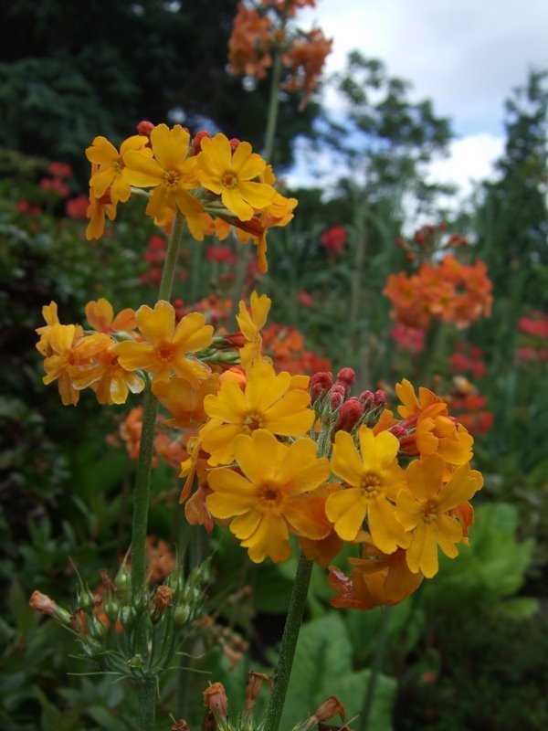Bulley's Primrose