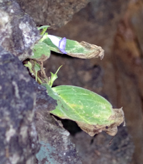 Microchirita lavandulacea