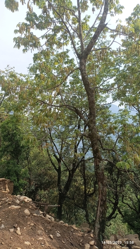 Engelhardia spicata (Engelhardia spicata)