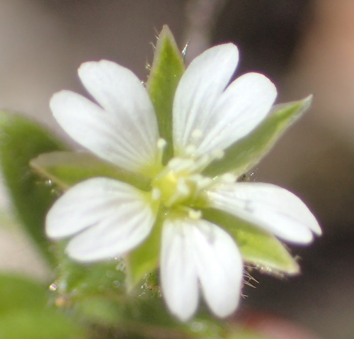 Image of Cerastium capense by (c) Nicola van Berkel, some rights reserved (CC BY-SA)