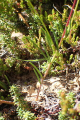 Cerastium capense