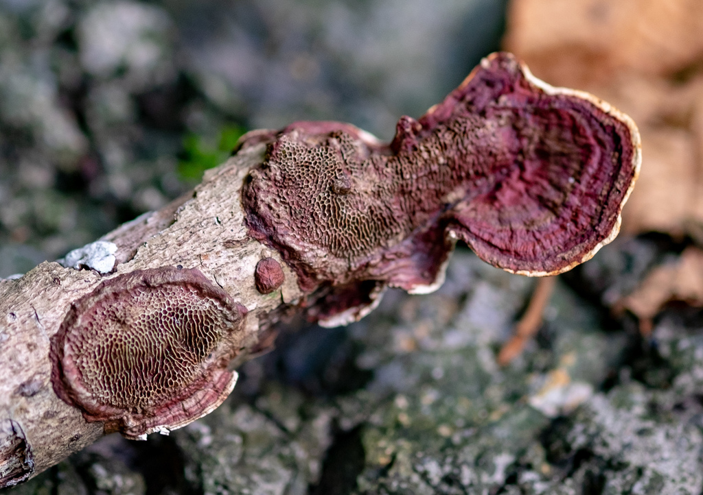 Earliella scabrosa · November 2018 · photo: © shawnodonnell (iNaturalist, cc0)