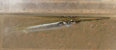 Zenarchopterus striga