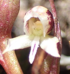 Disa ocellata