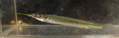 Zenarchopterus striga
