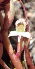 Disa ocellata