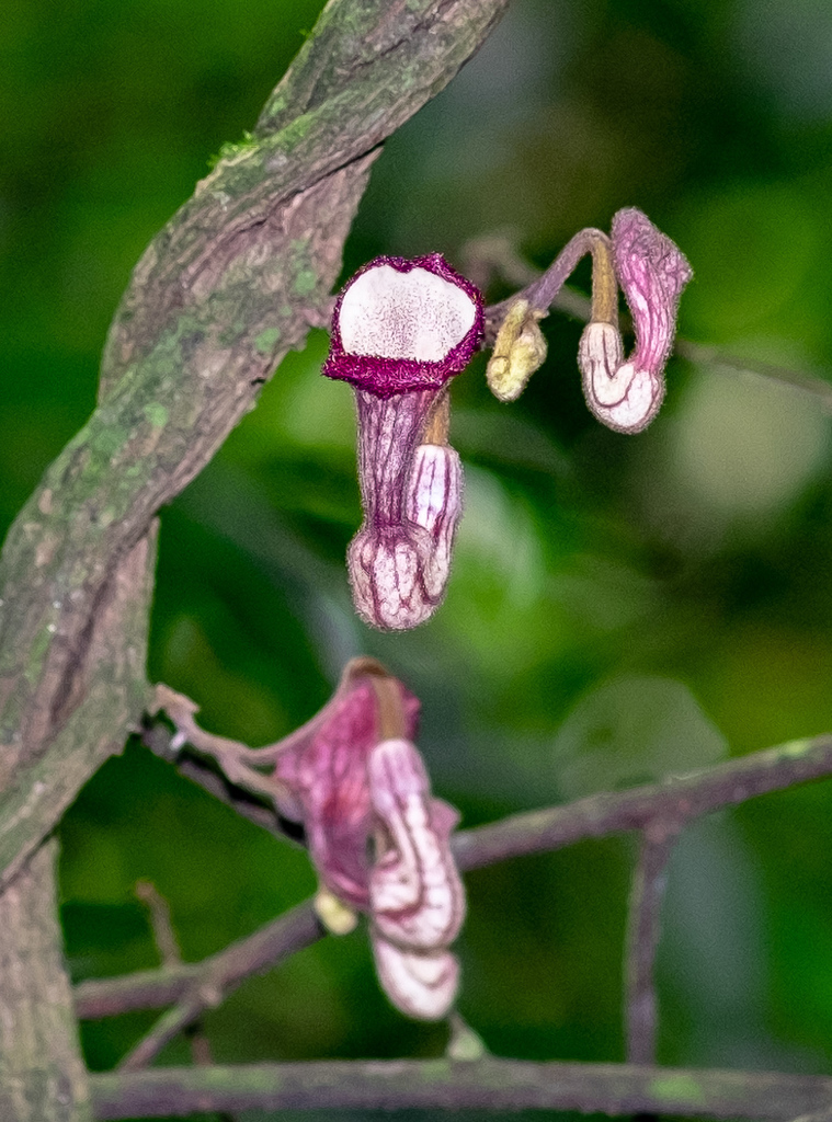 Aristolochia tonkinensis