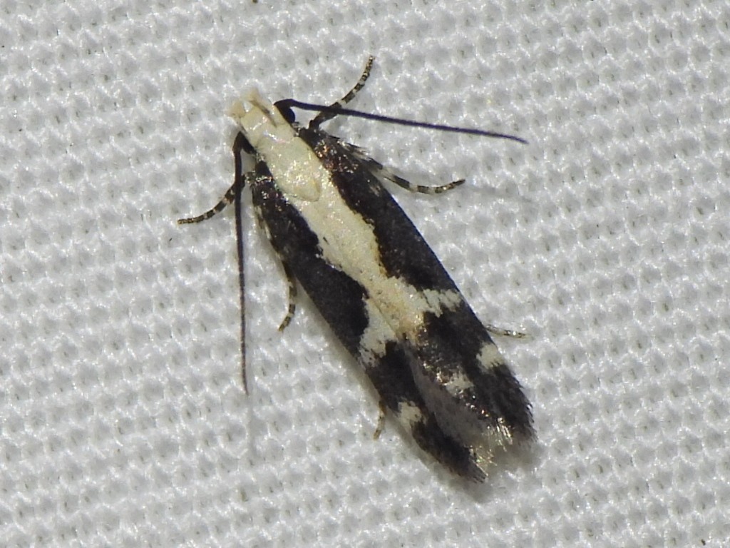 Chionodes dentella