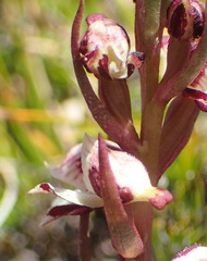 Disa ocellata