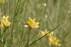 Genista umbellata