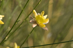 Genista umbellata