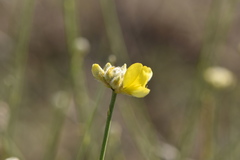 Genista umbellata