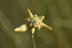 Genista umbellata