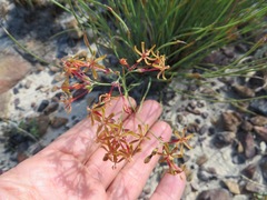 Codonorhiza micrantha