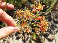 Codonorhiza micrantha