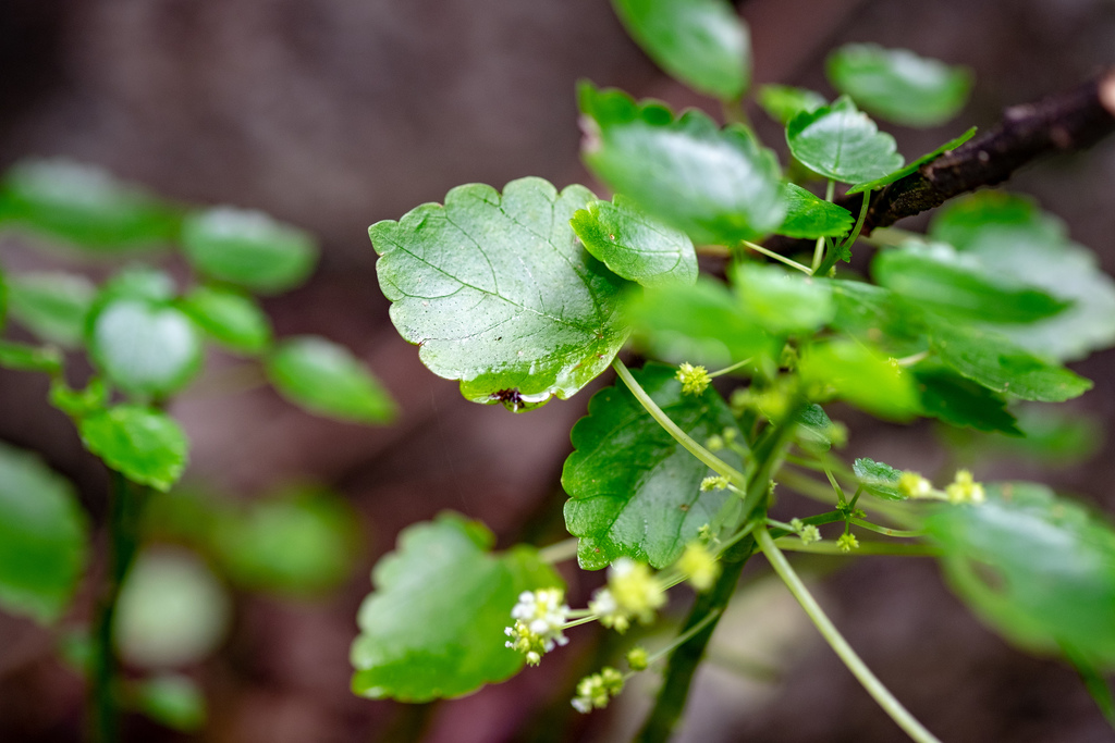Pilea peltata (Pilea peltata)