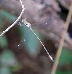 Lestes sigma