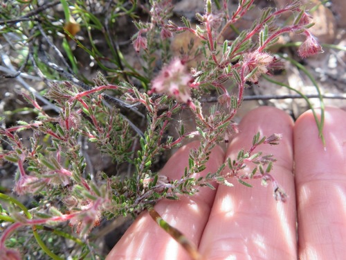 Image of Erica arachnocalyx by (c) linkie, some rights reserved (CC BY)
