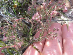 Erica arachnocalyx