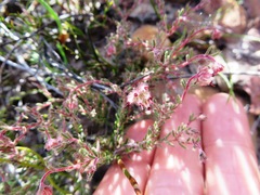 Erica arachnocalyx