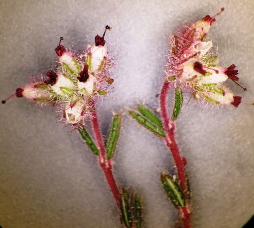Image of Erica arachnocalyx by (c) linkie, some rights reserved (CC BY)