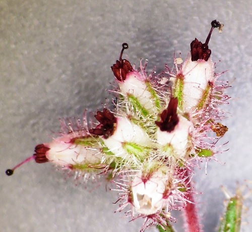 Image of Spiderweb Heath (Erica arachnocalyx) by (c) linkie, some rights reserved (CC BY)