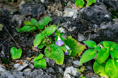 Microchirita lavandulacea