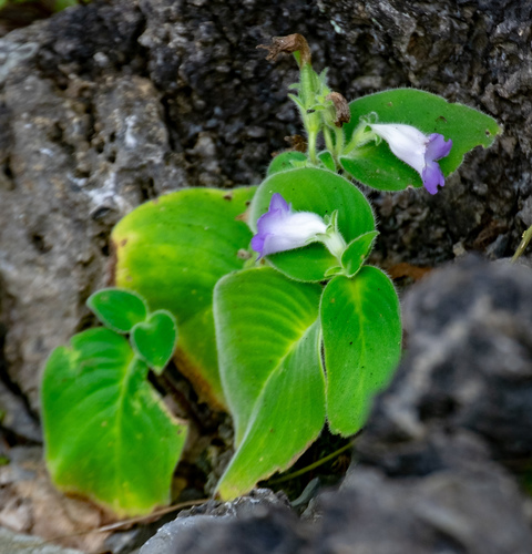 Microchirita lavandulacea, photograph 1