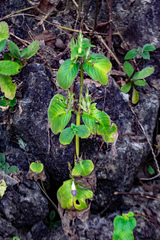 Microchirita lavandulacea