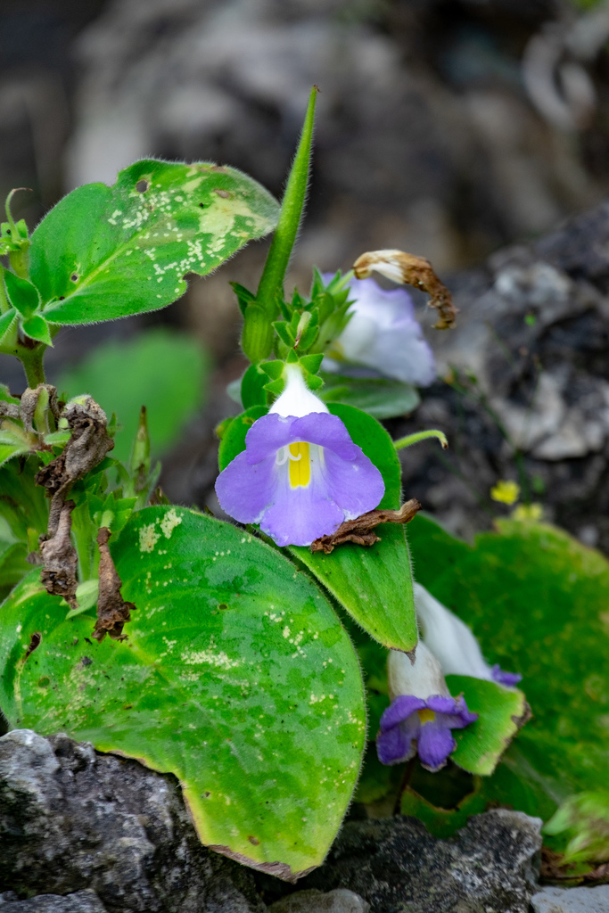 Microchirita lavandulacea (Microchirita lavandulacea)