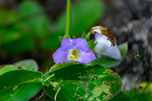 Microchirita lavandulacea, photograph 4
