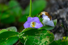 Microchirita lavandulacea