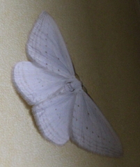 Orthoclydon praefectata