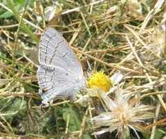 Hypolycaena philippus philippus