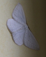 Orthoclydon praefectata