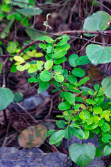 Phyllantheae