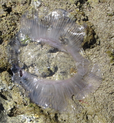 Aequorea forskalea
