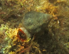 Cominella virgata