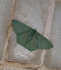 Thalassodes immissaria