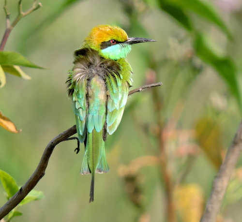 Asian Green Bee-eater